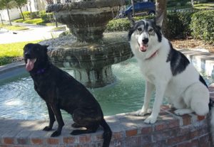 Dog Training Classes in Tampa FL | Revolution Dog Training